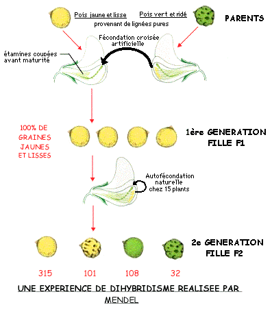dihybridisme