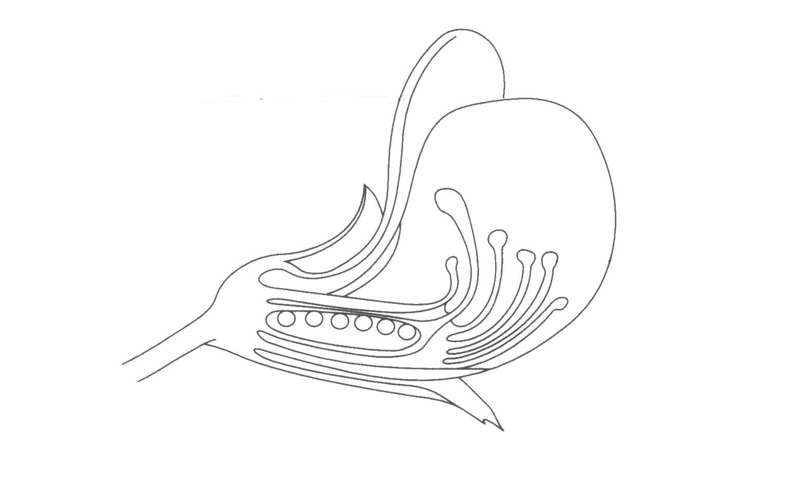 alegender