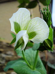 pois fleurs blanches