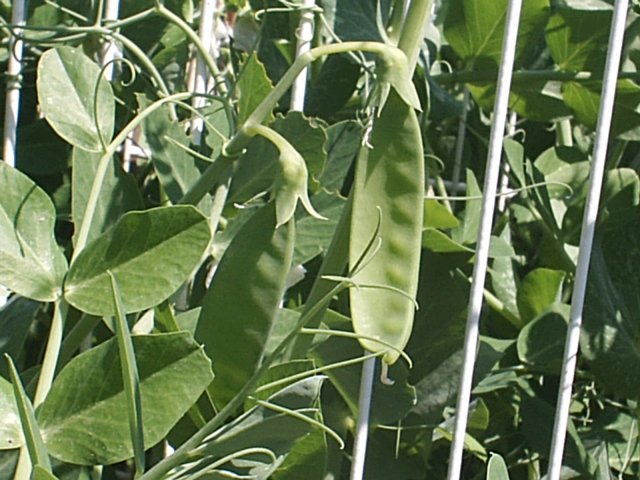 plantsdepois