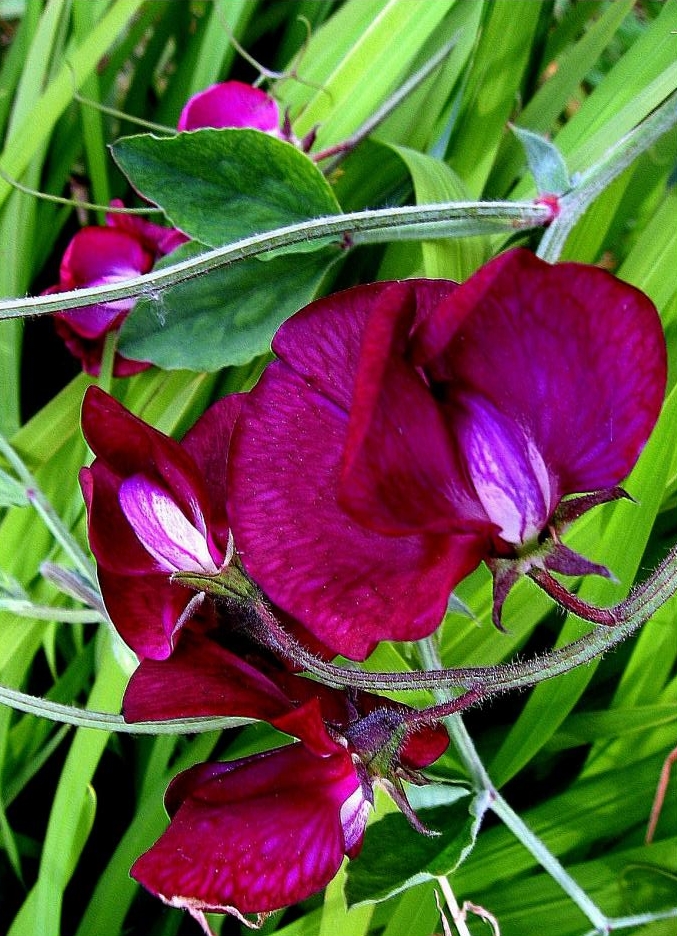 poispourpre