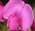 fleurpois